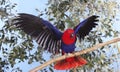 ECLECTUS PARROT eclectus roratus, FEMALE ON BRANCH WITH OPENED WINGS