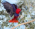 ECLECTUS PARROT eclectus roratus, FEMELLE IN FLIGHT, LANDING ON BRANCH