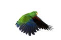 Eclectus Parrot, eclectus roratus, Male in Flight against White Background