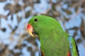 ECLECTUS PARROT eclectus roratus, PORTAIT OF MALE Royalty Free Stock Photo