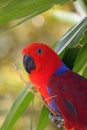 The eclectus parrot Eclectus roratus, portrait of the red female eclectus with color background Royalty Free Stock Photo