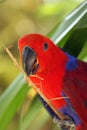 The eclectus parrot Eclectus roratus, portrait of the red female eclectus with color background Royalty Free Stock Photo