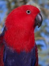 ECLECTUS PARROT eclectus roratus, PORTRAIT OF FEMALE Royalty Free Stock Photo