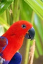 The eclectus parrot ,Eclectus roratus, portrait of the red female eclectus with color background Royalty Free Stock Photo