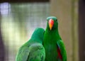 Eclectus Parrot (Eclectus roratus) spotted outside