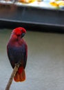 Eclectus Parrot (Eclectus roratus) spotted outside
