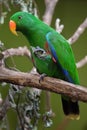 Eclectus parrot (Eclectus roratus).