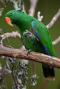 Eclectus parrot (Eclectus roratus).