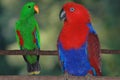 Eclectus parrots