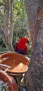 Eclectus polychloros (Red-sided Eclectus Parrot) Royalty Free Stock Photo