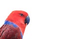 eclectus red