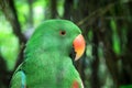 An Eclectus roratus polychloros Royalty Free Stock Photo