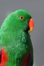 Eclectus roratus polychloros Royalty Free Stock Photo