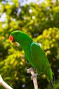 Eclectus. Royalty Free Stock Photo