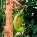 Eclectus roratus