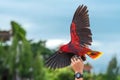 Eclectus roratus vosmaeri. Royalty Free Stock Photo