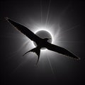 Eclipse Bird Silhouette Flight Sun Corona Mystic with Dramatic Dark Sky Background Royalty Free Stock Photo