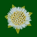 Eclipta Alba, Eclipta Prostrata or Bhringraj, also known as False Daisy is an effective herbal medicinal plant in Ayurvedic medici