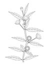 Eclipta Alba, Eclipta Prostrata or Bhringraj, also known as False Daisy is an effective herbal medicinal plant in Ayurvedic medici