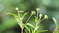 Eclipta alba (Urang-aring, false daisy, false daisy, yerba de tago, Karisalankanni, bhringraj)