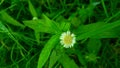 Eclipta prostrata or false daisy, yerba de tago,bhringraj.