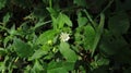 Eclipta prpstrata or false daisy or bhringraj plant