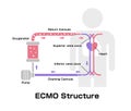 ECMO Extracorporeal membrane oxygenation structure vector illustration