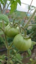 Eco agriculture - fruits and vegetables cultivated with bio standards - tomatoes, eggplant and peppers Royalty Free Stock Photo