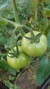 Eco agriculture - fruits and vegetables cultivated with bio standards - tomatoes, eggplant and peppers Royalty Free Stock Photo