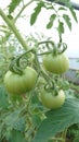 Eco agriculture - fruits and vegetables cultivated with bio standards - tomatoes, eggplant and peppers Royalty Free Stock Photo