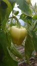 Eco agriculture - fruits and vegetables cultivated with bio standards - tomatoes, eggplant and peppers Royalty Free Stock Photo