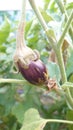 Eco agriculture - fruits and vegetables cultivated with bio standards - tomatoes, eggplant and peppers Royalty Free Stock Photo