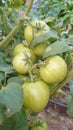 Eco agriculture - fruits and vegetables cultivated with bio standards - tomatoes, eggplant and peppers Royalty Free Stock Photo