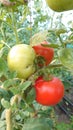Eco agriculture - fruits and vegetables cultivated with bio standards - tomatoes, eggplant and peppers