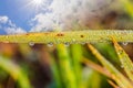 Eco background with Sun and sky, Grass, Water Drops Royalty Free Stock Photo