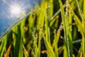 Eco background with the sun and sky, grass, water drops Royalty Free Stock Photo