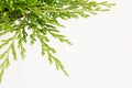 Eco border of green young conifer branches close up on beige wood board background.