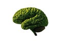 Eco Brain Made of Green Moss Ã¢â¬\' Sustainability, Innovation and Nature Concept Royalty Free Stock Photo
