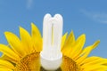 Eco bulb in sunflower. nature friendly concept