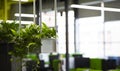 Eco concept or green office plant tree and garden in interiors Royalty Free Stock Photo