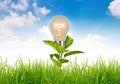 Eco concept - light bulb grow in the grass against Royalty Free Stock Photo