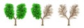 Eco concept. Set of trees have a shape of human lungsv isolated Royalty Free Stock Photo