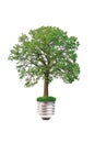 Eco concept: tree grows out of the light bulb Royalty Free Stock Photo