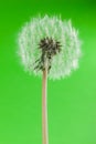 Eco dandelion Royalty Free Stock Photo