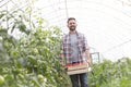 Mid adult farmer with tomatoes in crate walking at greenhouse