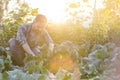 Mid adult man harvesting organic cabbages at farm