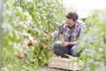 Mid adult man harvesting tomatoes at farm