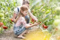 Mother and daughter harvesting fresh tomatoes at farm