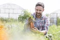 Portrait of smiling mid adult farmer harvesting carrots at farm