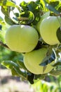 Eco farm with biological orchard, organic apples ripening on apple tree